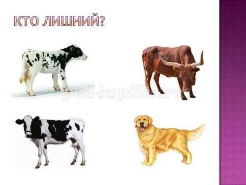 Занимательные вопросы о животных с ответами для детей. Интеллектуальная викторина с ответами для учащихся начальной школы. Животные 24 Занимательные вопросы о животных с ответами для детей. Интеллектуальная викторина с ответами для учащихся начальной школы. Животные 24