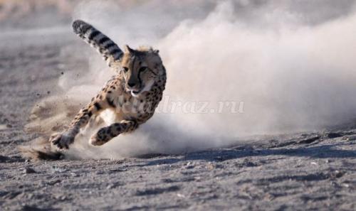 Занимательные вопросы о животных с ответами для детей. Интеллектуальная викторина с ответами для учащихся начальной школы. Животные 08 Занимательные вопросы о животных с ответами для детей. Интеллектуальная викторина с ответами для учащихся начальной школы. Животные 08