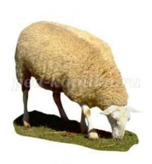 Занимательные вопросы о животных с ответами для детей. Интеллектуальная викторина с ответами для учащихся начальной школы. Животные 15 Занимательные вопросы о животных с ответами для детей. Интеллектуальная викторина с ответами для учащихся начальной школы. Животные 15