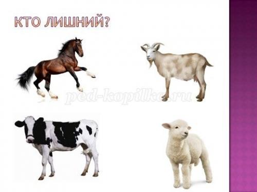 Занимательные вопросы о животных с ответами для детей. Интеллектуальная викторина с ответами для учащихся начальной школы. Животные 21 Занимательные вопросы о животных с ответами для детей. Интеллектуальная викторина с ответами для учащихся начальной школы. Животные 21