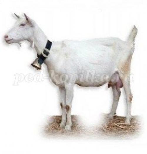 Занимательные вопросы о животных с ответами для детей. Интеллектуальная викторина с ответами для учащихся начальной школы. Животные 18 Занимательные вопросы о животных с ответами для детей. Интеллектуальная викторина с ответами для учащихся начальной школы. Животные 18