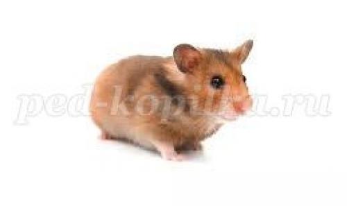 Занимательные вопросы о животных с ответами для детей. Интеллектуальная викторина с ответами для учащихся начальной школы. Животные 17 Занимательные вопросы о животных с ответами для детей. Интеллектуальная викторина с ответами для учащихся начальной школы. Животные 17