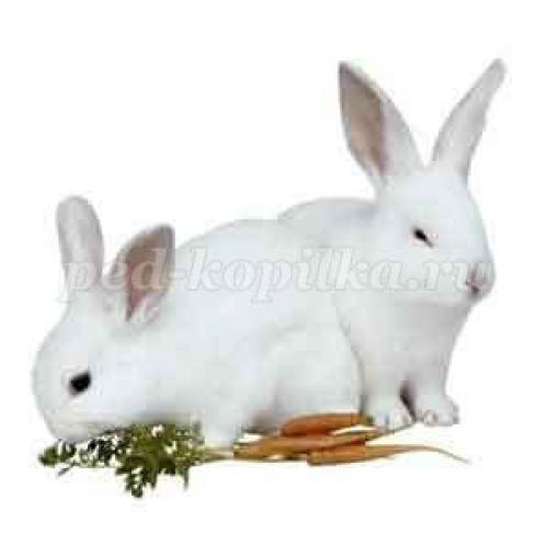 Занимательные вопросы о животных с ответами для детей. Интеллектуальная викторина с ответами для учащихся начальной школы. Животные 16 Занимательные вопросы о животных с ответами для детей. Интеллектуальная викторина с ответами для учащихся начальной школы. Животные 16