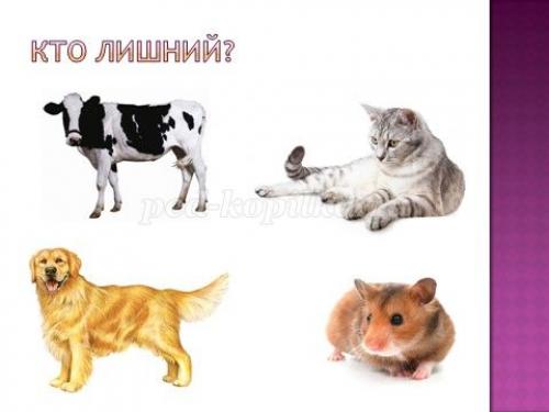 Занимательные вопросы о животных с ответами для детей. Интеллектуальная викторина с ответами для учащихся начальной школы. Животные 23 Занимательные вопросы о животных с ответами для детей. Интеллектуальная викторина с ответами для учащихся начальной школы. Животные 23