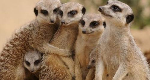 Вопросы про животных с вариантами ответов. Викторина о животных для 3-4 классов с ответами