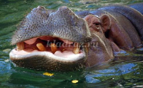 Занимательные вопросы о животных с ответами для детей. Интеллектуальная викторина с ответами для учащихся начальной школы. Животные 06 Занимательные вопросы о животных с ответами для детей. Интеллектуальная викторина с ответами для учащихся начальной школы. Животные 06