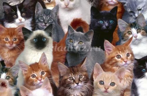 Занимательные вопросы о животных с ответами для детей. Интеллектуальная викторина с ответами для учащихся начальной школы. Животные 03 Занимательные вопросы о животных с ответами для детей. Интеллектуальная викторина с ответами для учащихся начальной школы. Животные 03