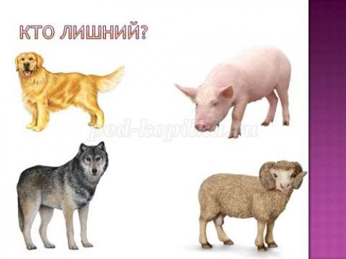 Занимательные вопросы о животных с ответами для детей. Интеллектуальная викторина с ответами для учащихся начальной школы. Животные 22 Занимательные вопросы о животных с ответами для детей. Интеллектуальная викторина с ответами для учащихся начальной школы. Животные 22