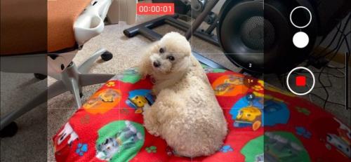 Как настроить портрет'' на айфо. 15 подсказок по работе с камерами iPhone 11