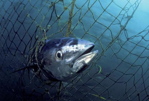 20 интересных фактов о рыбе. 20 интересных и забавных фактов об аквариумах и их жителях 06 20 интересных фактов о рыбе. 20 интересных и забавных фактов об аквариумах и их жителях 06