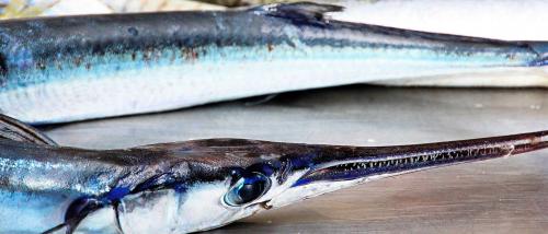 Самые интересные факты о рыбах. Интересные и захватывающие факты о рыбах