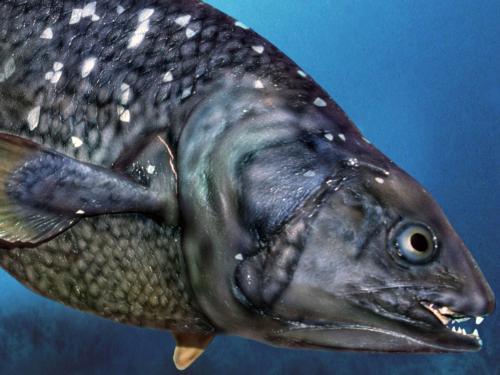 Самые интересные факты о рыбах. Интересные и захватывающие факты о рыбах