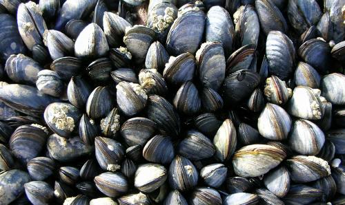 10 интересных фактов о рыбах (седьмой пост) 09