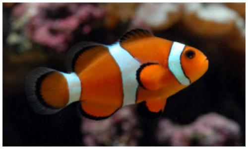 Рыба клоун размножение. Аквариумная рыбка Клоун