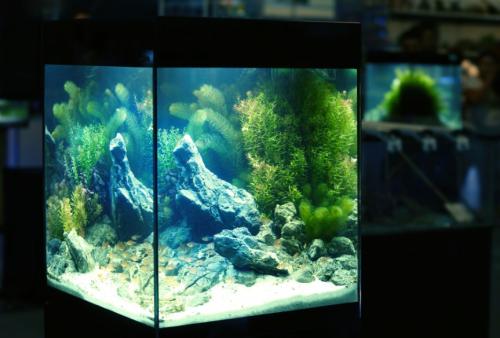 Интересные факты про аквариумы. Аквариумистика – это просто: 15 советов новичкам
