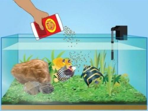 Интересные и забавные факты об аквариумных питомцах. Аксолотль (водяной дракон) 01