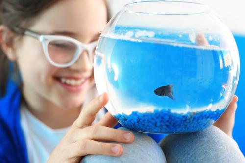 Интересные факты про аквариумы. Аквариумистика – это просто: 15 советов новичкам