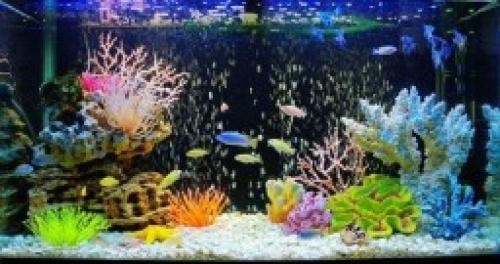 Интересные факты об аквариумных рыбках. 20 интересных и забавных фактов об аквариумах и их жителях 09 Интересные факты об аквариумных рыбках. 20 интересных и забавных фактов об аквариумах и их жителях 09