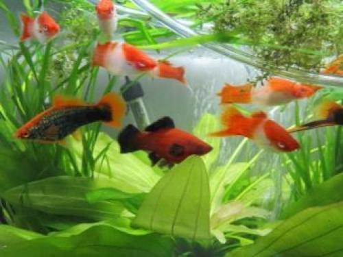 Интересные факты об аквариумных рыбках. 20 интересных и забавных фактов об аквариумах и их жителях 05 Интересные факты об аквариумных рыбках. 20 интересных и забавных фактов об аквариумах и их жителях 05