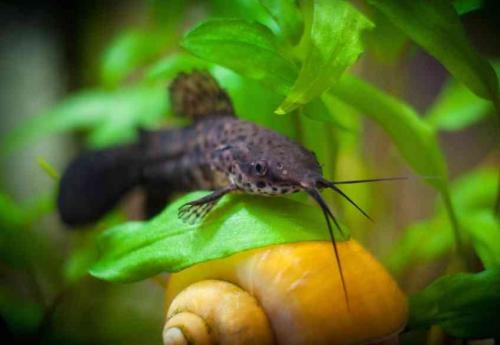 Интересные факты про аквариумы. Аквариумистика – это просто: 15 советов новичкам