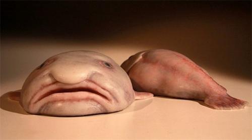 Рыба-капля на суше. Характеристика и описание