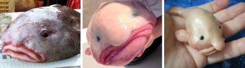 Рыба-капля под водой. Особенности и среда обитания