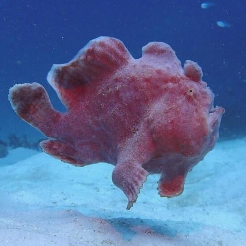 Интересные рыбы. Загадка природы: 7 необычных рыб о которых ничего неизвестно