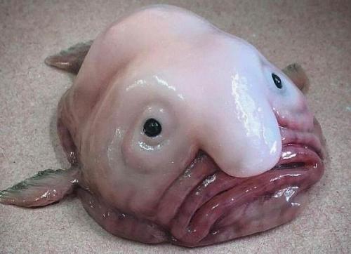 Рыба-капля в аквариуме. Описание и особенности