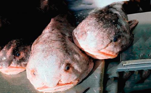 Рыба-капля на суше. Характеристика и описание