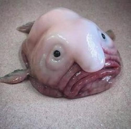 Рыба-капля на суше. Характеристика и описание