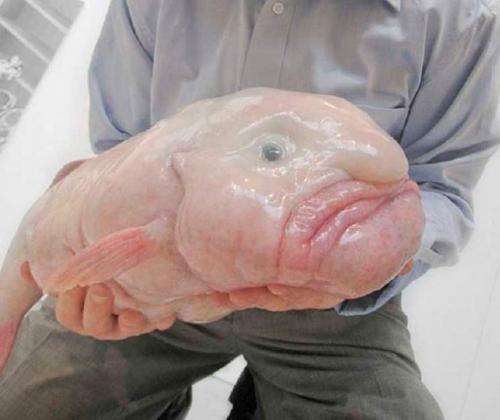 Рыба-капля съедобна. Внешний вид