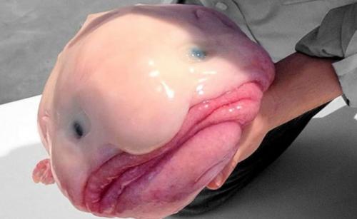 Рыба-капля улыбается. Особенности и среда обитания