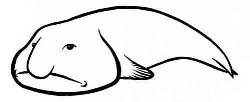 Рыба-капля на суше. Характеристика и описание