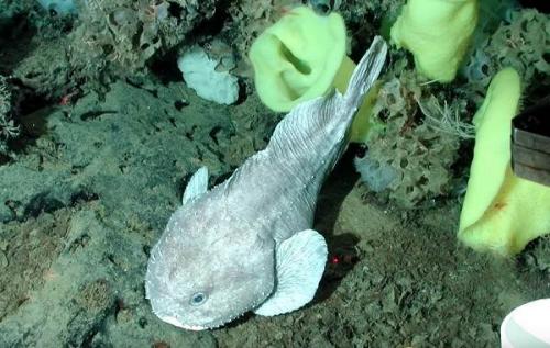 Рыба-капля в аквариуме. Описание и особенности