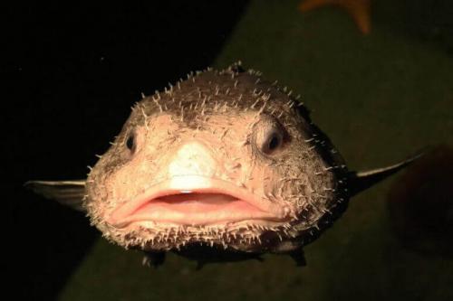 Рыба-капля на суше. Характеристика и описание