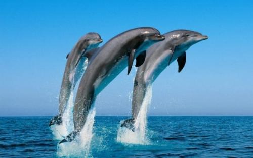 Интересные факты о дельфинах для детей и взрослых. 25 крутых и интересных фактов о дельфинах