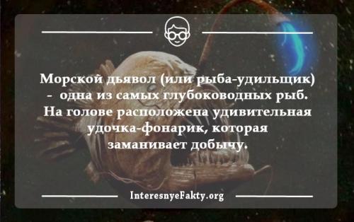 45 интересных фактов о рыбах. Интересные факты о рыбах