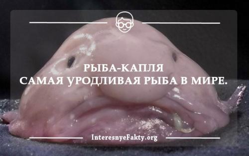 45 интересных фактов о рыбах. Интересные факты о рыбах