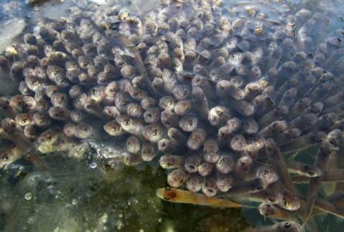 20 интересных фактов о рыбах. Еще 20 интересных фактов о Рыбах: 04