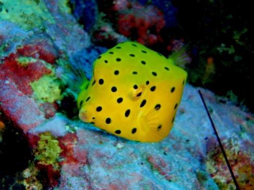 Прикольные рыбы. Рыбы со смешными названиями — они точно поднимут настроение