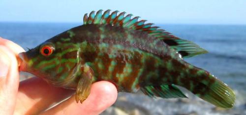 Интересные факты о рыбах чёрного моря. Знаменитые и редкие виды