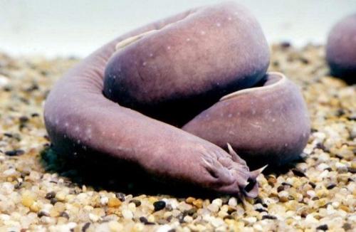 Прикольные рыбы. Рыбы со смешными названиями — они точно поднимут настроение