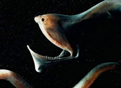 Самая необычная рыба в мире. Загадка природы: 7 необычных рыб о которых ничего неизвестно