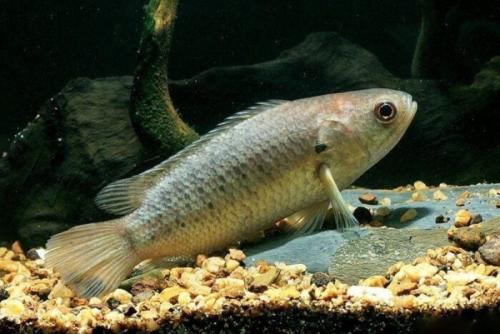 Самая необычная рыба в мире. Загадка природы: 7 необычных рыб о которых ничего неизвестно