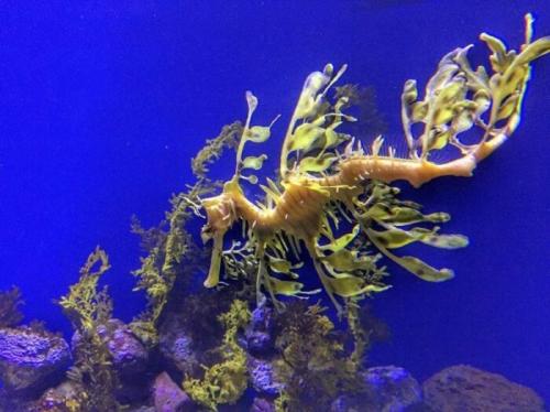 Самая необычная рыба в мире. Загадка природы: 7 необычных рыб о которых ничего неизвестно