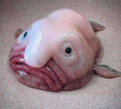 Самая необычная рыба в мире. Загадка природы: 7 необычных рыб о которых ничего неизвестно