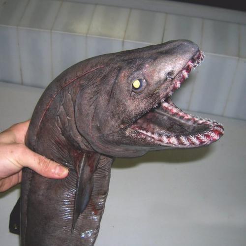 Самые редкие рыбы в мире. 9 самых редких и ужасно выглядящих видов рыб на планете