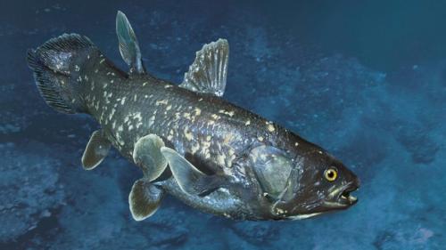 Самые редкие рыбы в мире. 9 самых редких и ужасно выглядящих видов рыб на планете