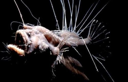 Ужасная рыба. Самые страшные рыбы нашей планеты