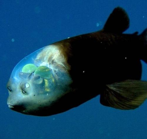 Самая необычная рыба в мире. Загадка природы: 7 необычных рыб о которых ничего неизвестно